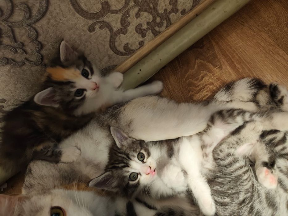 Отдам котят  в хорошие руки