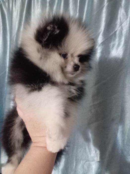 Продам щенка шпица