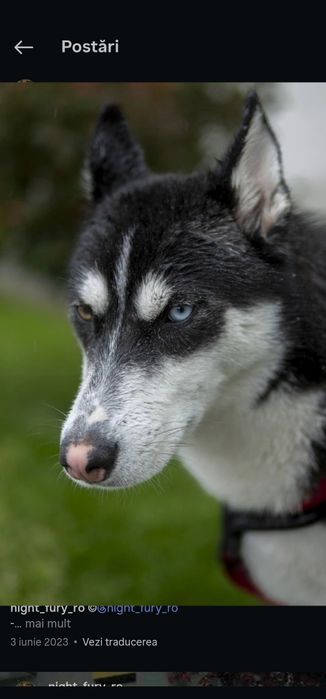 Adopții-husky siberian