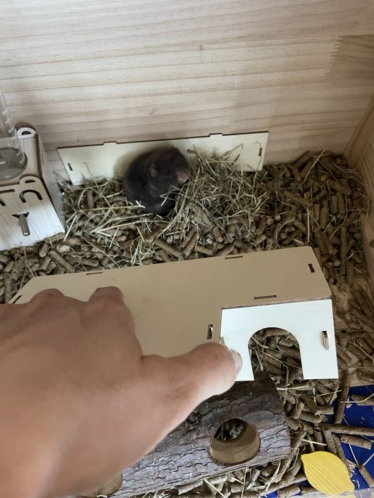 Vand URGENT cusca cu hamster, accesorii si mancare.