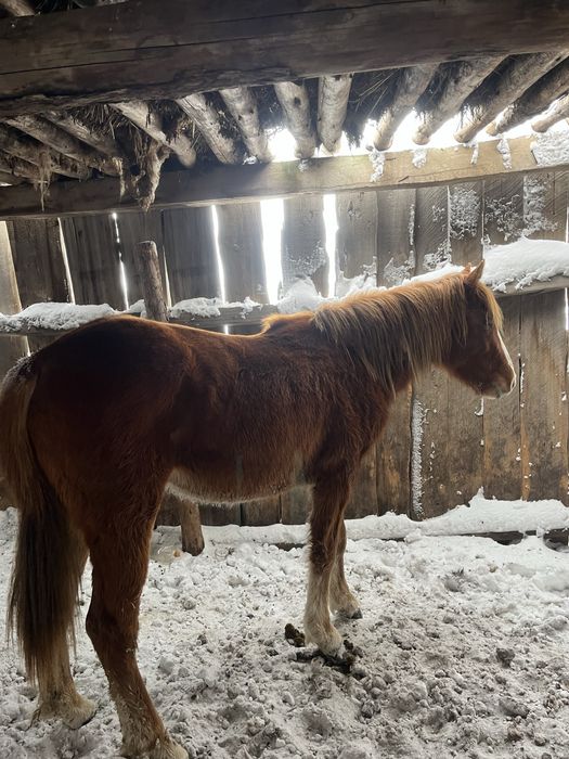 Продам лошадь (кобылка 2-х летка)