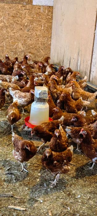 Ломан браун тауықтарын сатамын