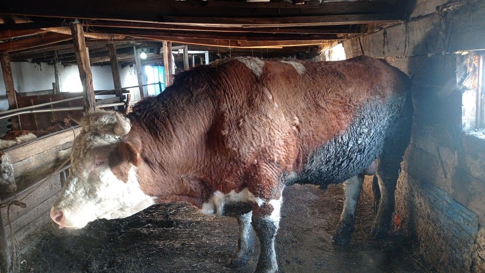 Продам быка пароды Семинтал