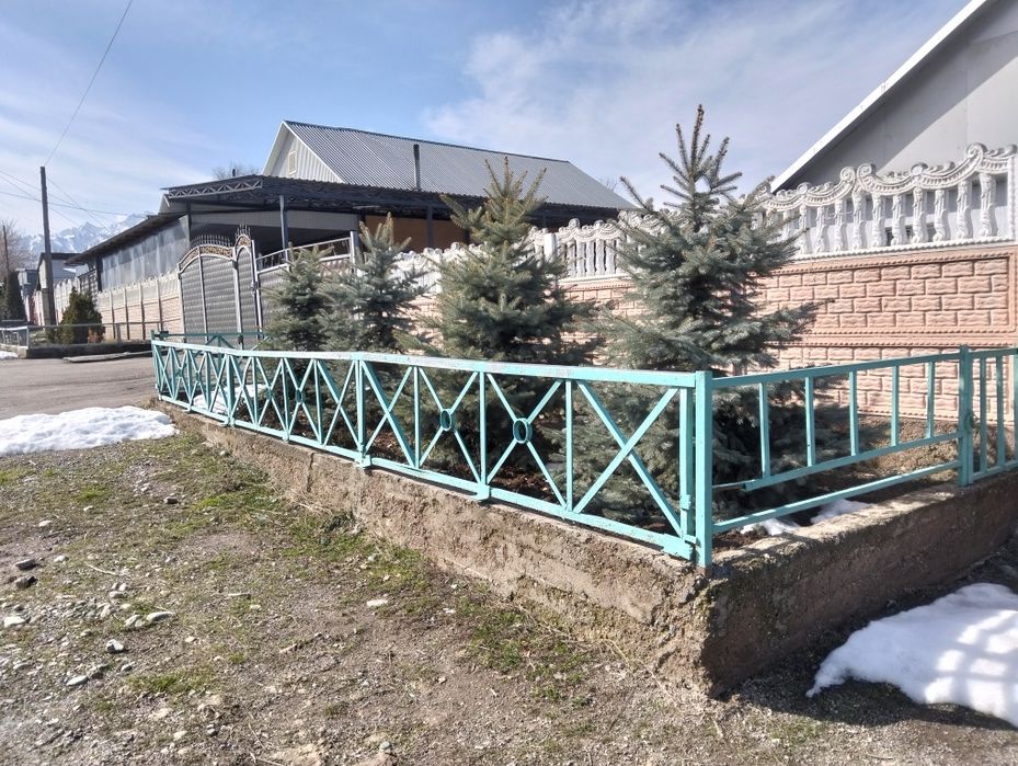 Голубая ель 4 штуки