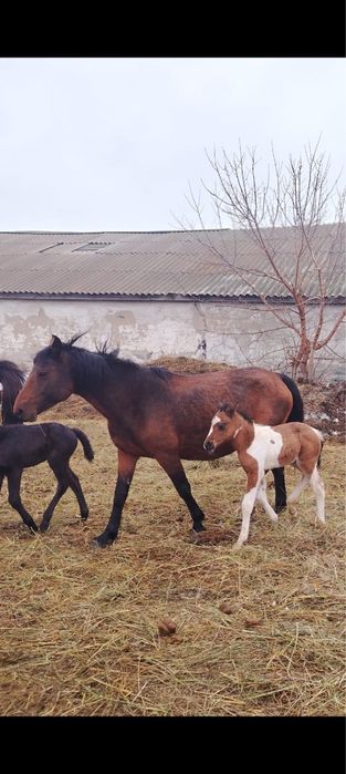 Продам  кобылу  с  жеребенком