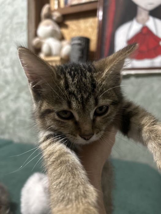 Отдам котят в хорошие руки