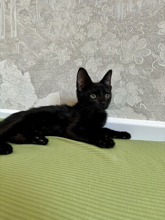 Чёрный котёнок ищет дом