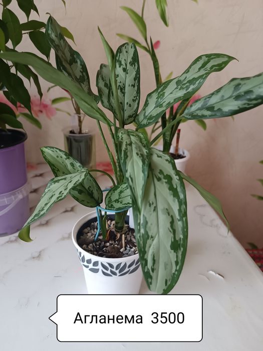 Комнатные цветы. Распродажа.