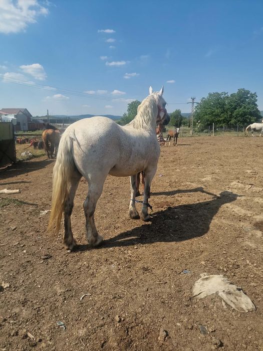 Iapă de vânzare