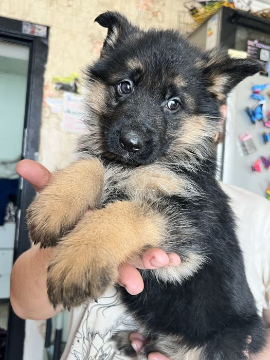 Щенки немецкой овчарки