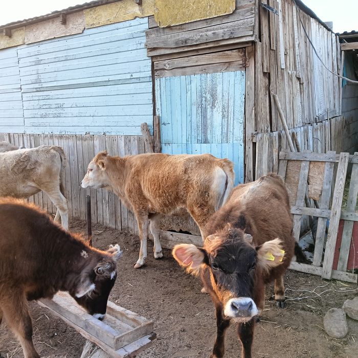 Тана кунажын. Телка