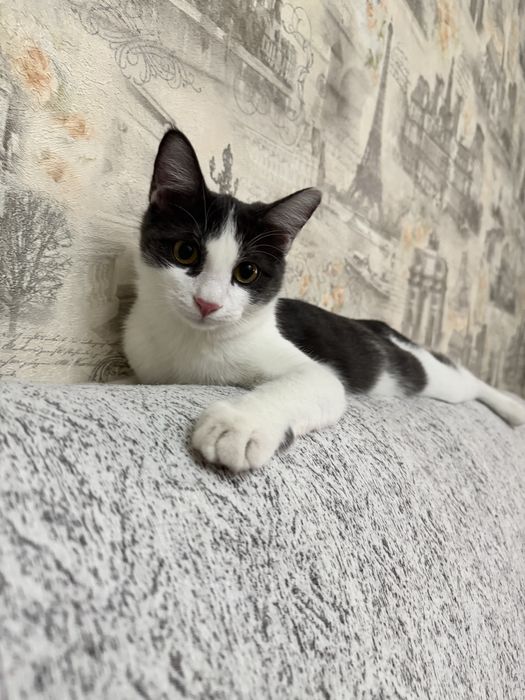 Кот Маркиз. 8 месяцев