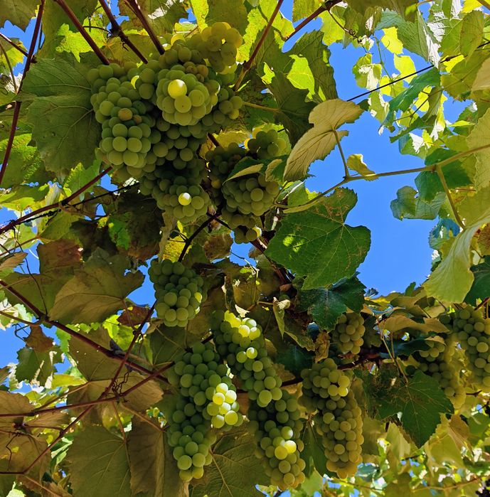 Struguri de vin dulci și zemoși