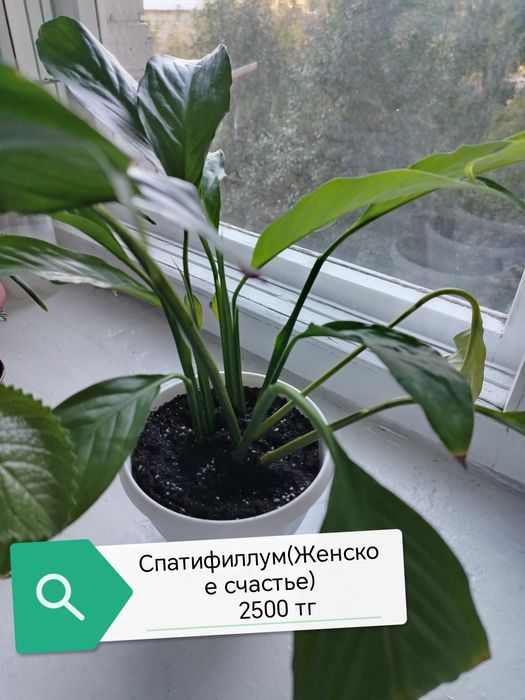 Продам комнатные цветы от 1000 тг