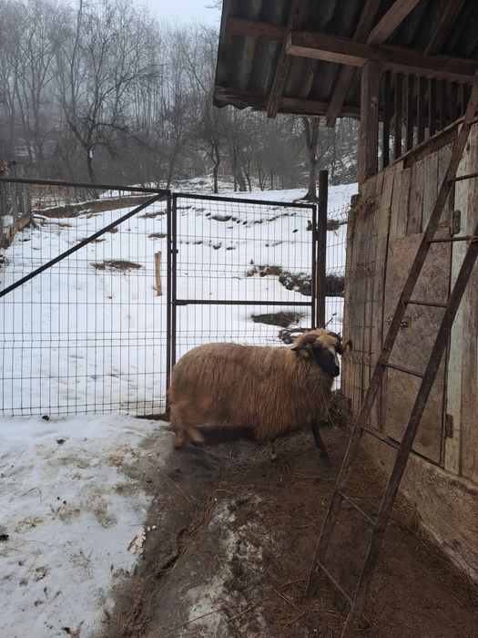 Vand berbec  mior breaz