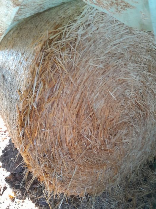 Vând  baloti de paie de grâu  și de ovăz