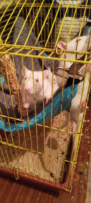 Продам крысят Альбиносов.