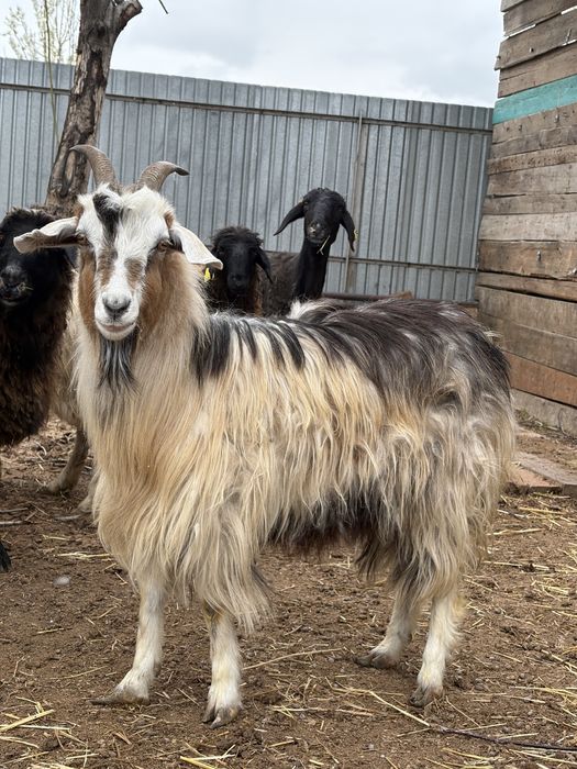 сойыска койлар сатылады