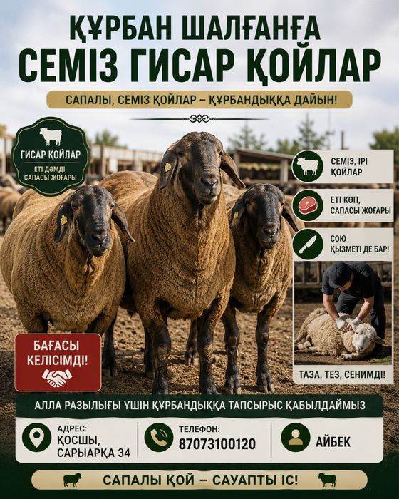 Құрбандыққой қойлар бар семіз 70000 нан бастап Астана қаласы