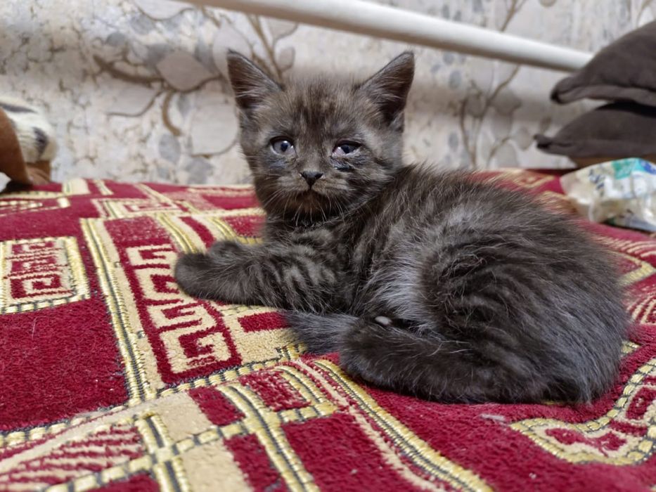 Бесплатно котята