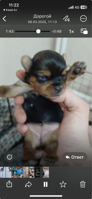 Вязка собаки йорка мальчика