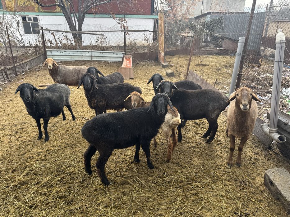 Семіз.    қойлар!!