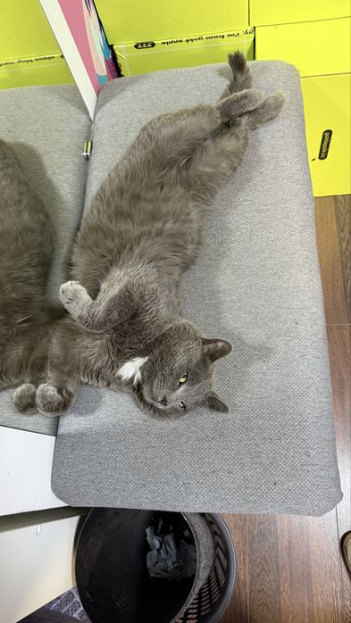 ПРОПАЛ КОТ! Помогите найти