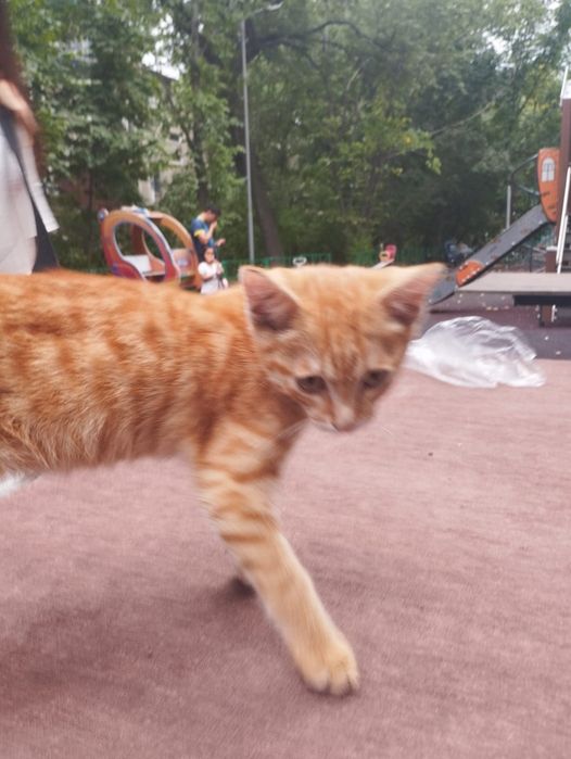 Котенок ищет дом
