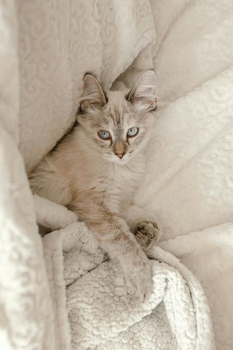 Котенок Айва ищет свой дом!