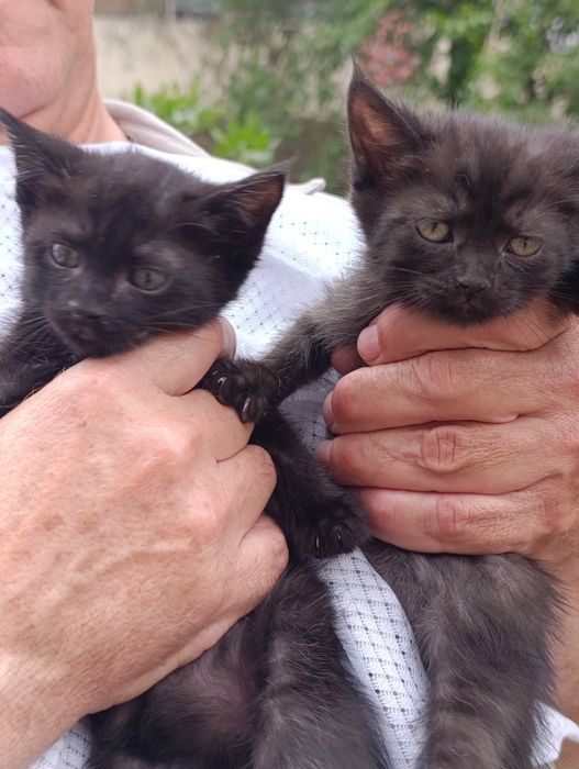 В самые добрые руки