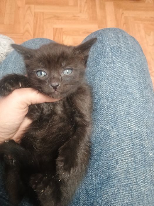 Отдам котенка в добрые руки
