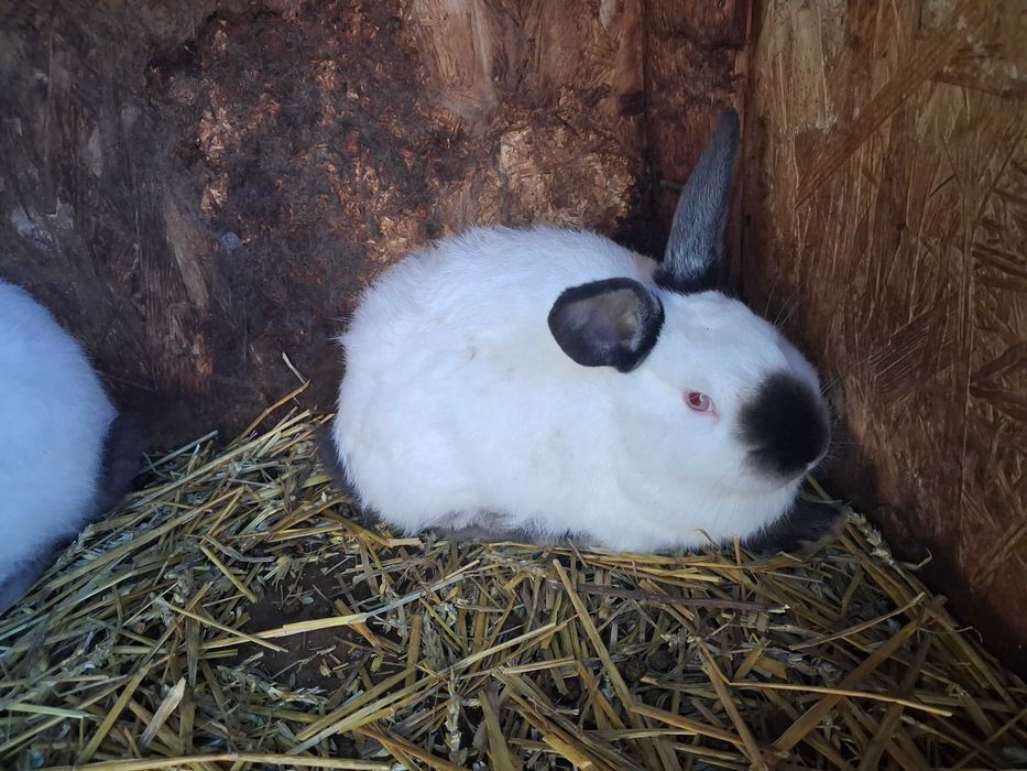 Californian pui si maturi