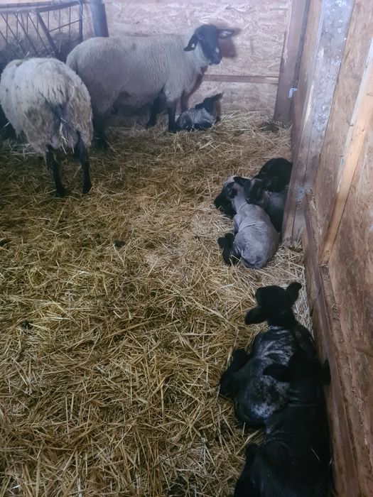 Oi suffolk de vânzare!