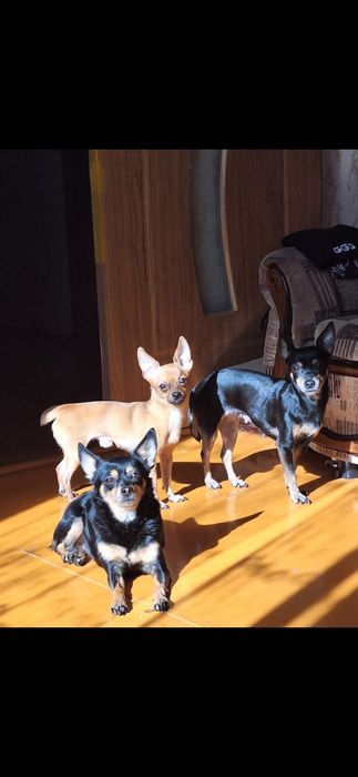 Отдам собачку в добрые руки