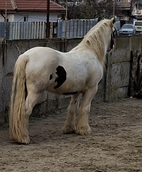 Vand Gypsy Vanner