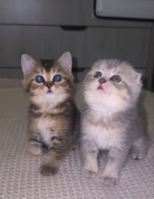 Чистокровные котята. Скоттиш, Scottish.