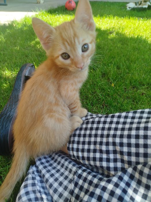 Отдам кошку даром