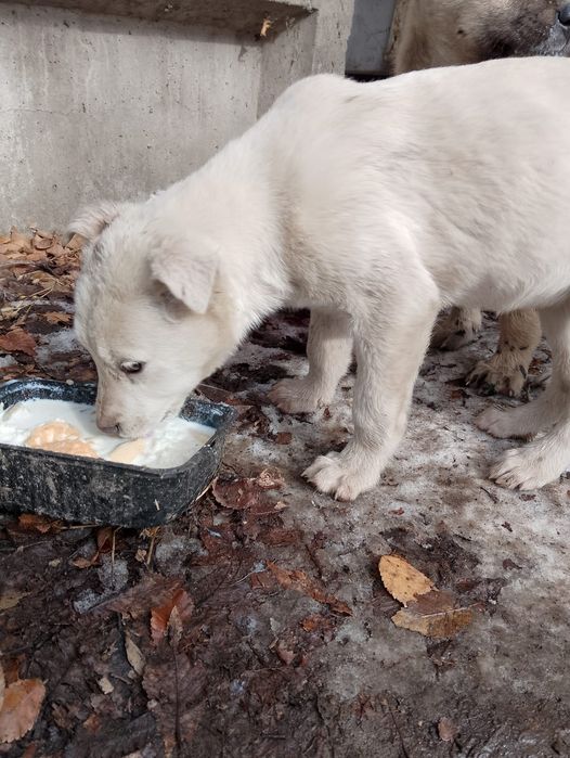 В самые добрые и заботливые ручки...