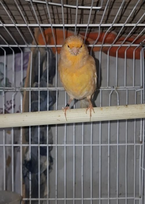 Канарейка самец сайрап тұр..