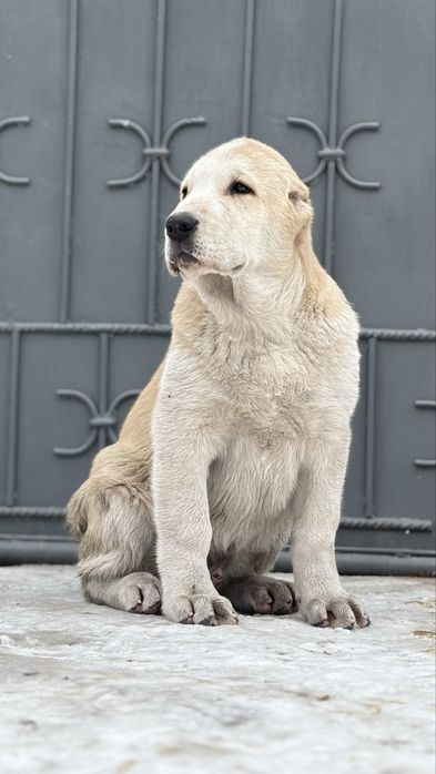 Алабай щенок кобель