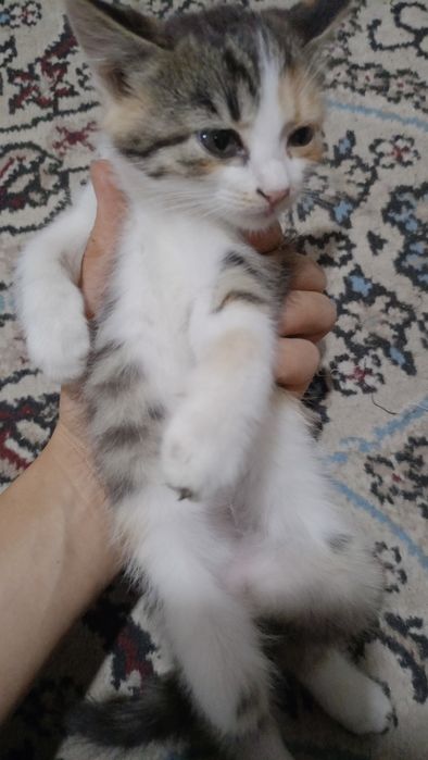 Котята милые,пушистые