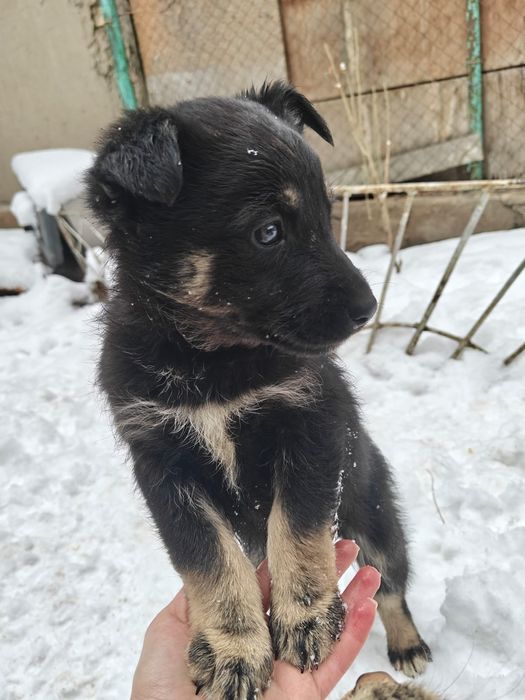 Отдам щенков в хорошие руки