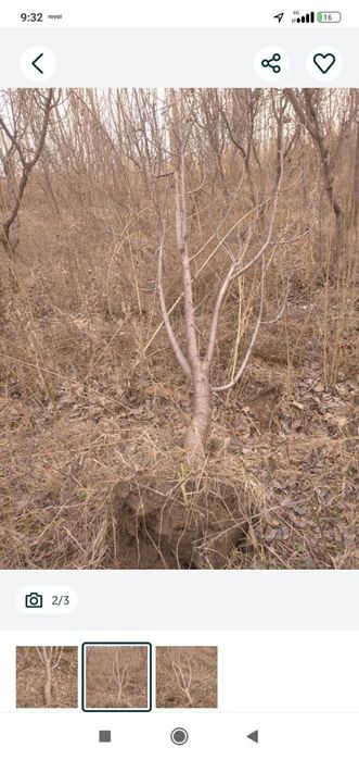 Дрова    Один...