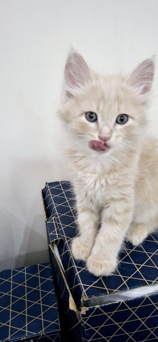 Котёнок берживий цвет пушистый