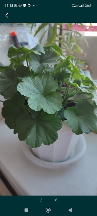 Продам комнатные растения