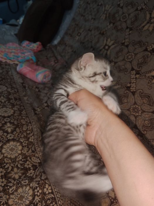 Британские котята