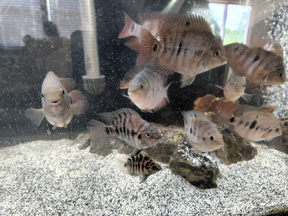 Kingkong papugay malyoklari