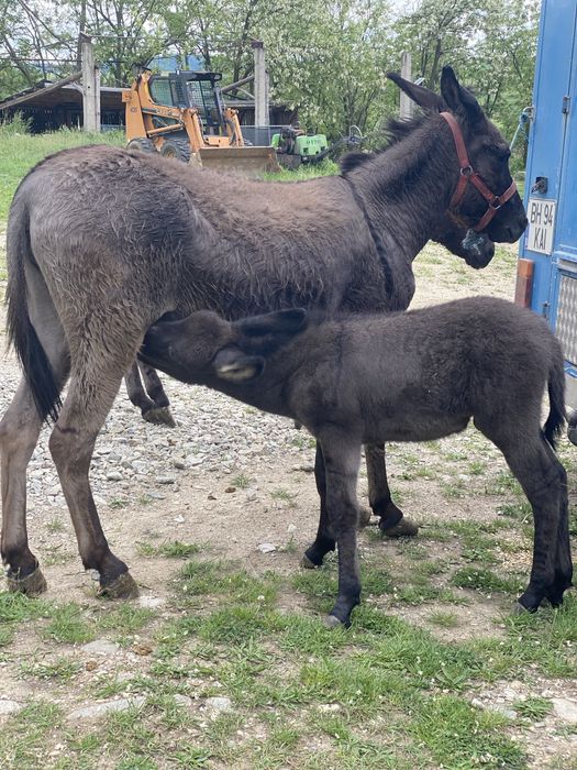 Măgărită gestanta