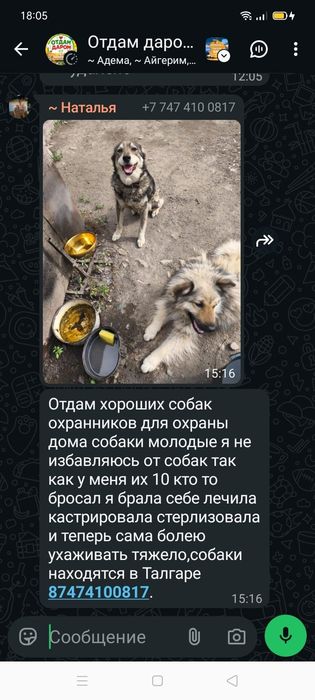 Отдам собак для охраны дома