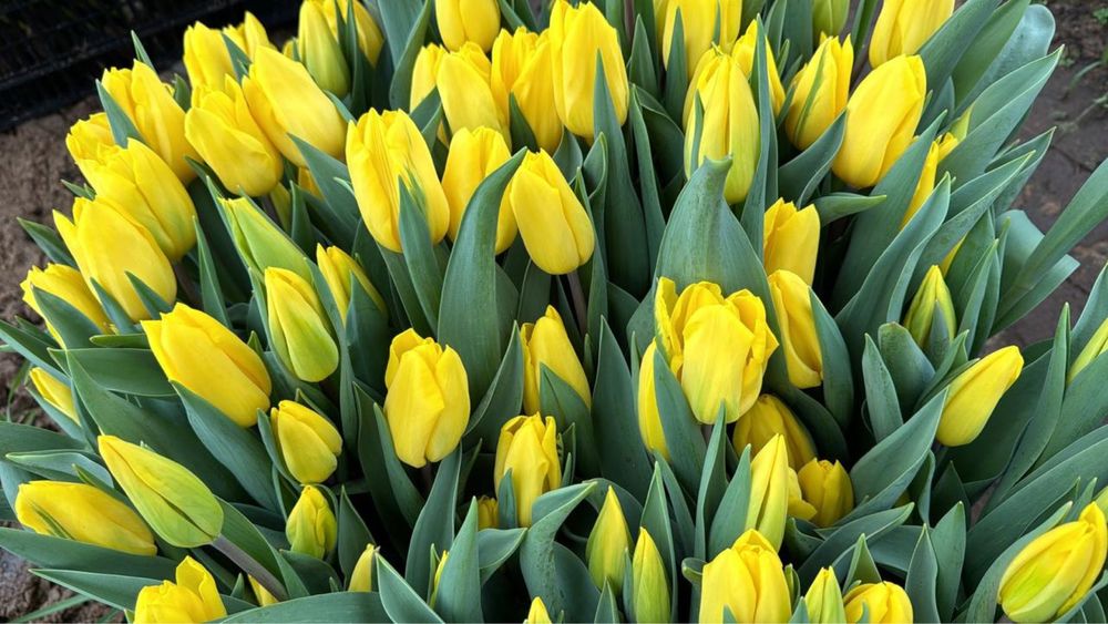 Тюльпаны оптом 420тг